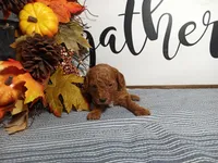 Jewel, a female Poodle - Toy  for sale in Odon, IN – Photo 4 of 7