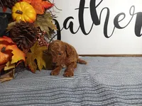 Jewel, a female Poodle - Toy  for sale in Odon, IN – Photo 6 of 7