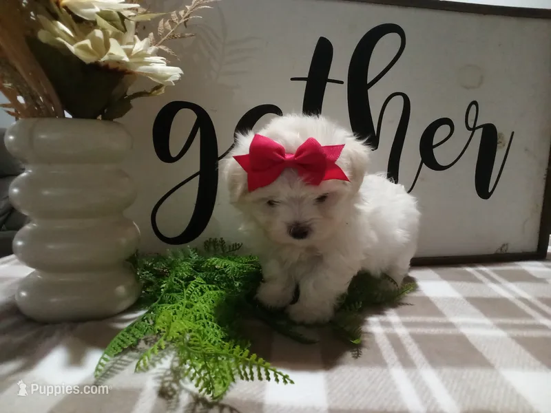 AKC Tara – Maltese puppy for sale in Odon, IN