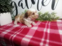 Dawn, a female Peekapoo for sale in Odon, IN – 5 of 10