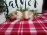 Dawn, a female Peekapoo for sale in Odon, IN – 6 of 10
