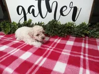 Nia, a female Maltipoo for sale in Odon, IN – Photo 2 of 7