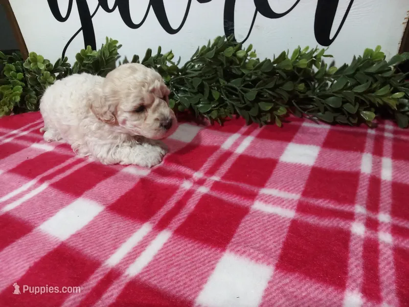 Nia – Maltipoo puppy for sale in Odon, IN
