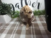 Denver , a male Peekapoo for sale in Odon, IN – 8 of 9