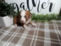 Dodger , a male Peekapoo for sale in Odon, IN – 9 of 9