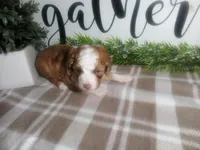 Dodger , a male Peekapoo for sale in Odon, IN – 5 of 9