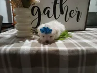 AKC Tait, a male Maltese for sale in Odon, IN – 6 of 8