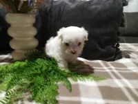 AKC Harley, a male Maltese for sale in Odon, IN – 2 of 10