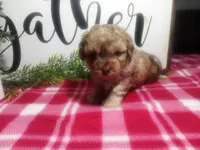 Della, a female Peekapoo for sale in Odon, IN – 3 of 7