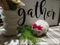 AKC Tara, a male Maltese for sale in Odon, IN – 5 of 6