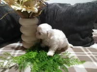 AKC Harley, a male Maltese for sale in Odon, IN – 4 of 10