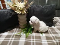 AKC Hazel, a female Maltese for sale in Odon, IN – 6 of 9