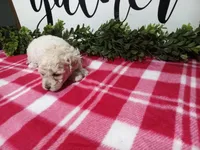 Nikki, a female Maltipoo for sale in Odon, IN – Photo 5 of 9