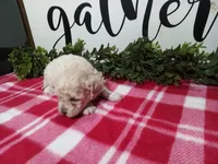 Nikki, a female Maltipoo for sale in Odon, IN – Photo 9 of 9