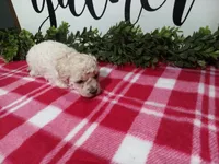 Nikki, a female Maltipoo for sale in Odon, IN – Photo 6 of 9