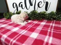 Nikki, a female Maltipoo for sale in Odon, IN – Photo 4 of 9