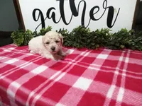 Nikki, a female Maltipoo for sale in Odon, IN – Photo 2 of 9
