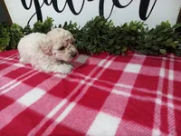 Nikki, a female Maltipoo for sale in Odon, IN – Photo 7 of 9