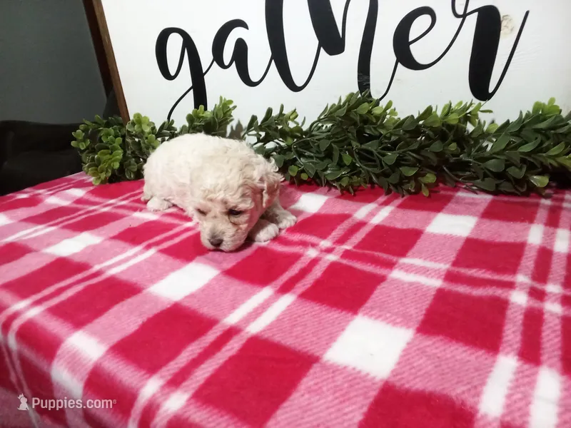 Nikki – Maltipoo puppy for sale in Odon, IN