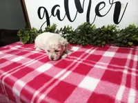 Nikki, a female Maltipoo for sale in Odon, IN – Photo 1 of 9