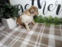 Denver , a male Peekapoo for sale in Odon, IN – 2 of 9