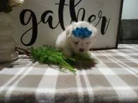 AKC Tait, a male Maltese for sale in Odon, IN – 8 of 8