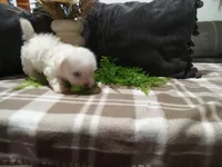 AKC Hazel, a female Maltese for sale in Odon, IN – 8 of 9