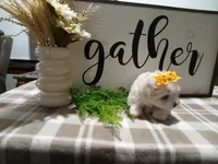 AKC Tank, a male Maltese for sale in Odon, IN – 6 of 8