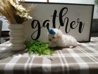AKC Tait, a male Maltese for sale in Odon, IN – 2 of 8