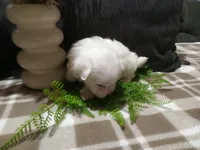 AKC Harley, a male Maltese for sale in Odon, IN – 6 of 10