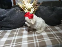 AKC Biscuit, a male Maltese for sale in Odon, IN – 4 of 4
