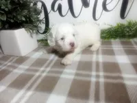Dozer, a male Peekapoo for sale in Odon, IN – 2 of 9