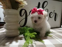 AKC Tara, a male Maltese for sale in Odon, IN – 3 of 6