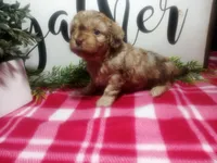 Della, a female Peekapoo for sale in Odon, IN – 5 of 7
