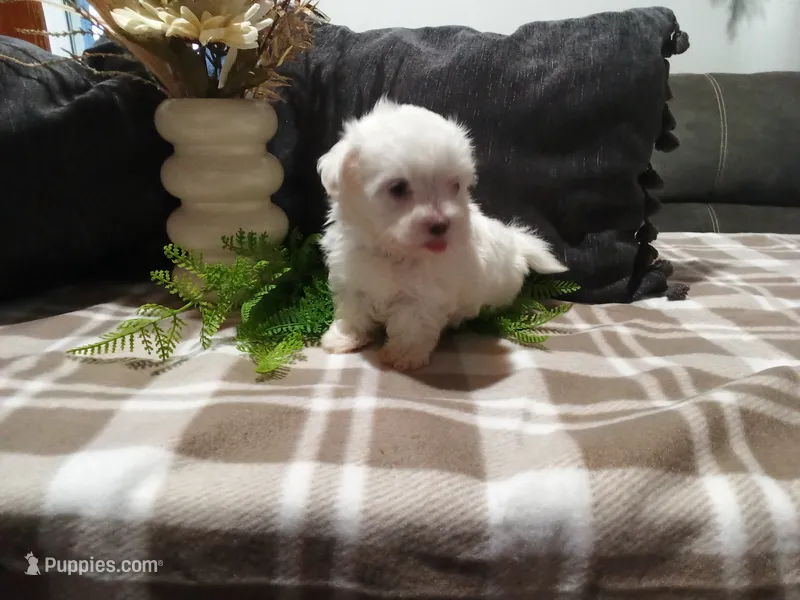 AKC Hazel – Maltese puppy for sale in Odon, IN
