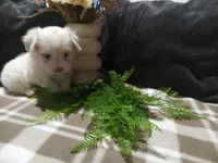 AKC Hank, a male Maltese for sale in Odon, IN – 5 of 6