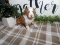 Dodger , a male Peekapoo for sale in Odon, IN – 4 of 9