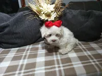 AKC Biscuit, a male Maltese for sale in Odon, IN – 2 of 4