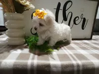 AKC Tank, a male Maltese for sale in Odon, IN – 3 of 8