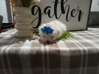 AKC Tait, a male Maltese for sale in Odon, IN – 4 of 8