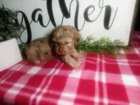 Della, a female Peekapoo for sale in Odon, IN – 4 of 7