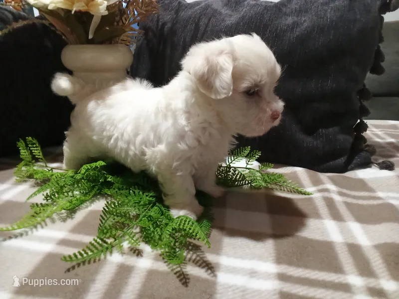 AKC Hank – Maltese puppy for sale in Odon, IN