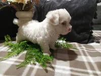 AKC Hank, a male Maltese for sale in Odon, IN – 1 of 6