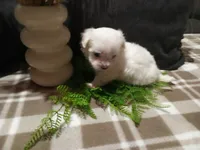 AKC Harley, a male Maltese for sale in Odon, IN – 9 of 10
