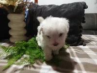 AKC Hazel, a female Maltese for sale in Odon, IN – 3 of 9