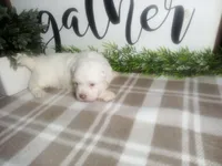Dozer, a male Peekapoo for sale in Odon, IN – 3 of 9