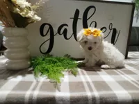AKC Tank, a male Maltese for sale in Odon, IN – 2 of 8