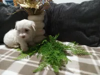 AKC Hank, a male Maltese for sale in Odon, IN – 2 of 6