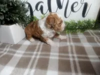 Dodger , a male Peekapoo for sale in Odon, IN – 2 of 9