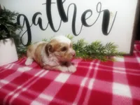 Dawn, a female Peekapoo for sale in Odon, IN – 8 of 10